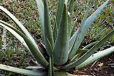 Aloe vera