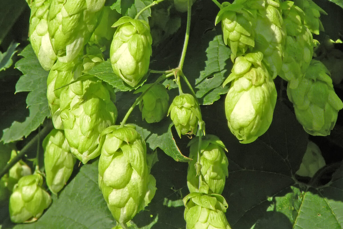 Hopfen