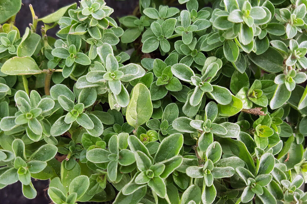 Oregano